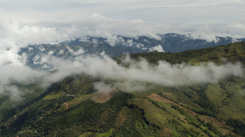 La influencia de la niebla en el aroma y sabor del cafë