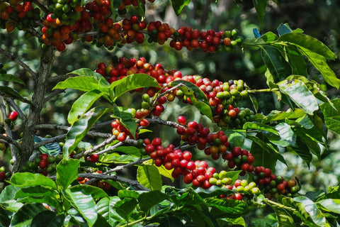 Gesha o Geisha: la historia detrás de uno de los cafës más codiciados del mundo