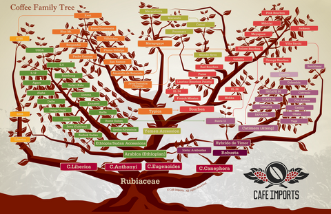 Arábica, robusta y más: una guía sobre las especies y variedades de cafë