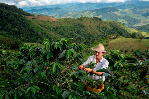 Permacultura y cafë: cuando el cultivo se inspira en la naturaleza