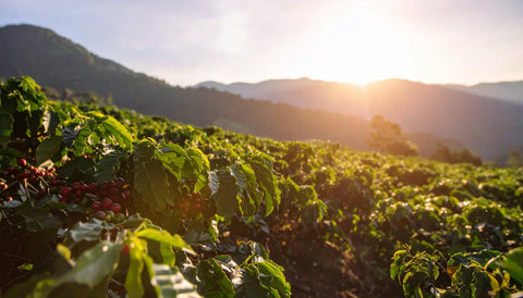 Terroir: el sabor del lugar donde nace el cafë